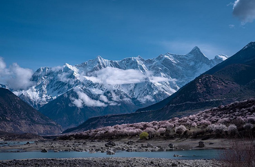 雪山下的桃花。張靜攝