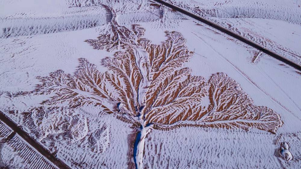 雪中“大樹(shù)”。邊巴多吉攝