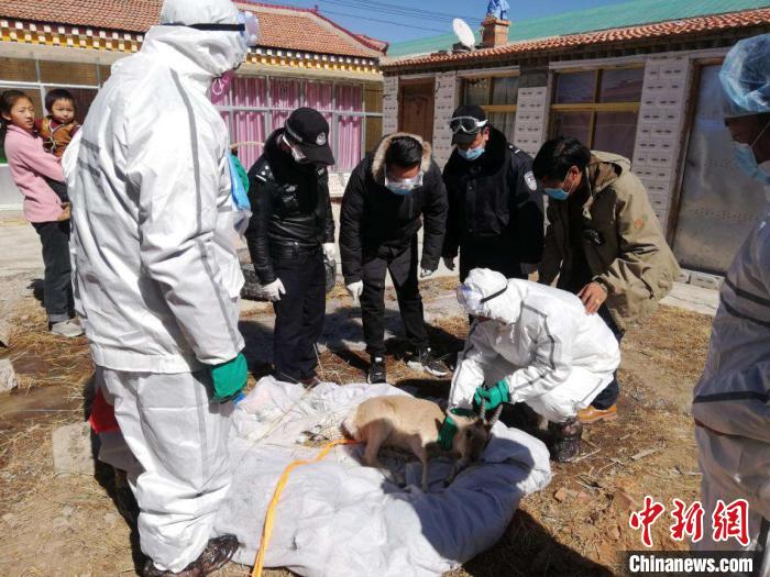青海達(dá)日森林公安成功救助國家二級保護野生動物