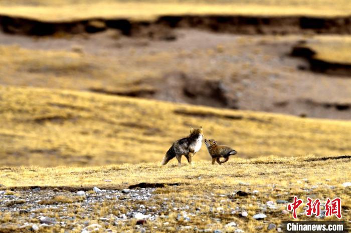 來(lái)自媽媽的愛！高原藏狐母子嬉戲畫面暖人心