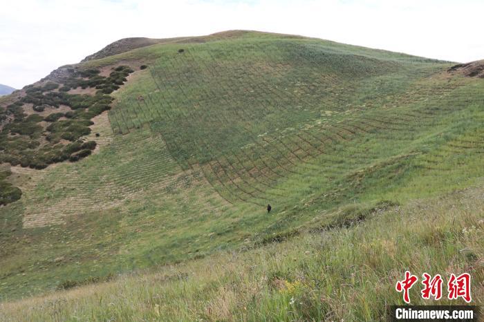 四川省阿壩州若爾蓋縣草原沙化治理后。若爾蓋縣林業(yè)和草原局供圖