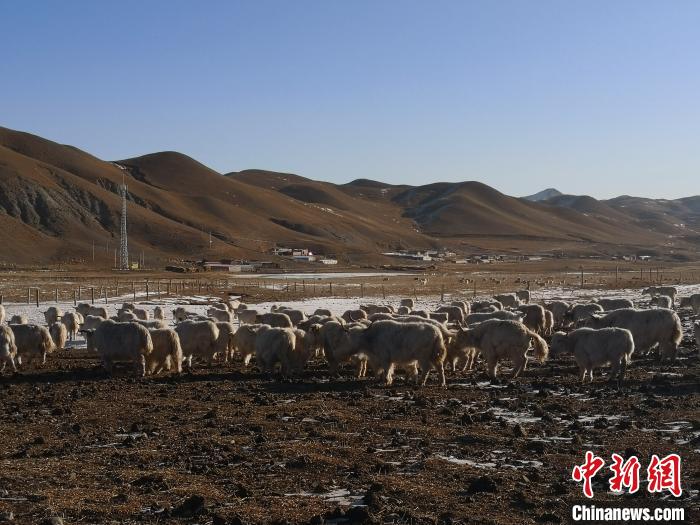 圖為甘肅天祝白牦牛。(資料圖) 南如卓瑪 攝