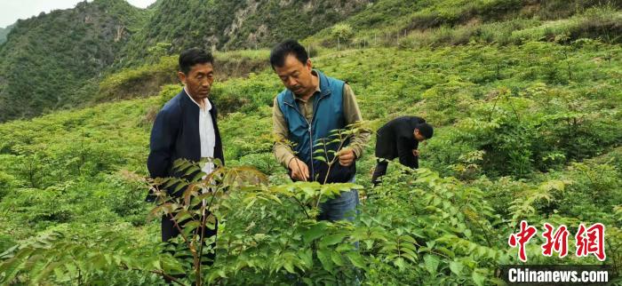 圖為張金利調(diào)研適合阿拉村種植的農(nóng)作物，經(jīng)過不斷改良技術(shù)后，產(chǎn)量大大提高。(資料圖)甘肅省水利廳供圖