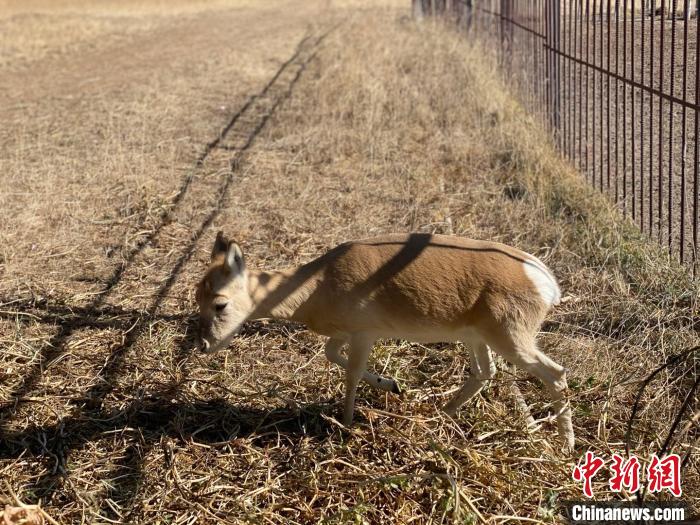 圖為普氏原羚?！±罱瓕?攝
