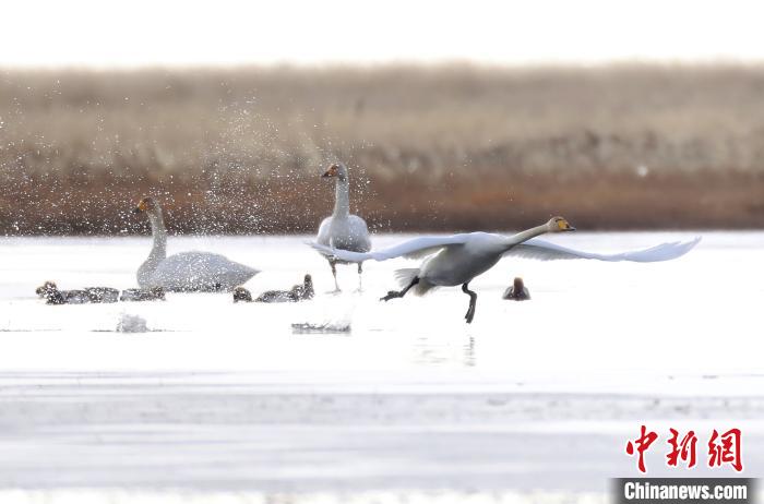 四川省阿壩州若爾蓋縣麥溪鄉(xiāng)的大天鵝?！“苍?攝