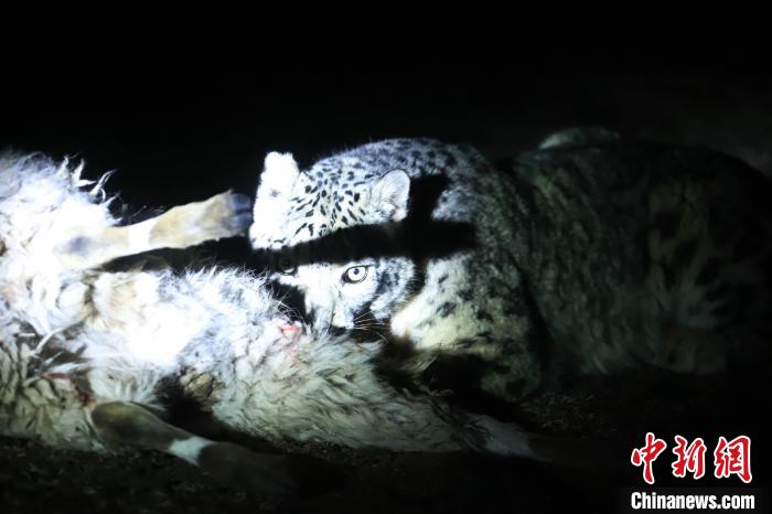 長江源、瀾滄江源啟動旗艦物種雪豹及棲息地保護(hù)項目