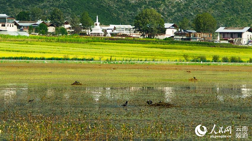 納帕海成為鳥類遷徙停留地。呂昊辰攝
