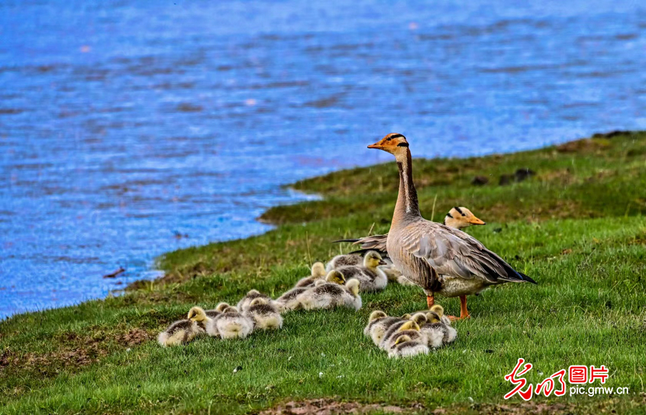 三江源國家公園正式設立，這是青海生態(tài)文明建設的新答卷