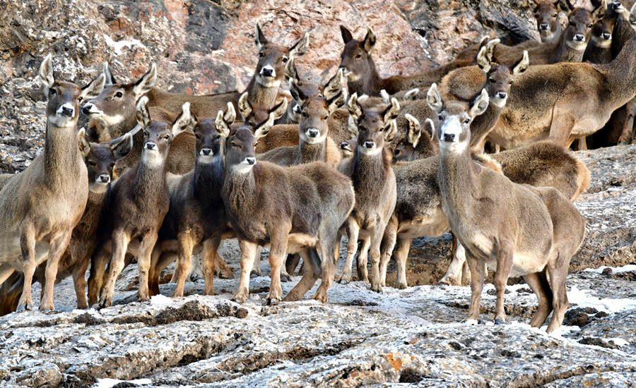 活躍在青海省海西州柏樹山的白唇鹿。巴圖那生攝