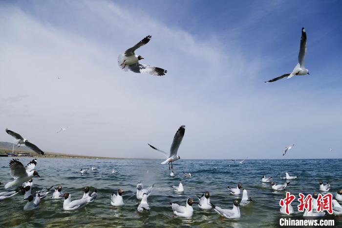 圖為水鳥在青海湖飛翔?！●R銘言 攝