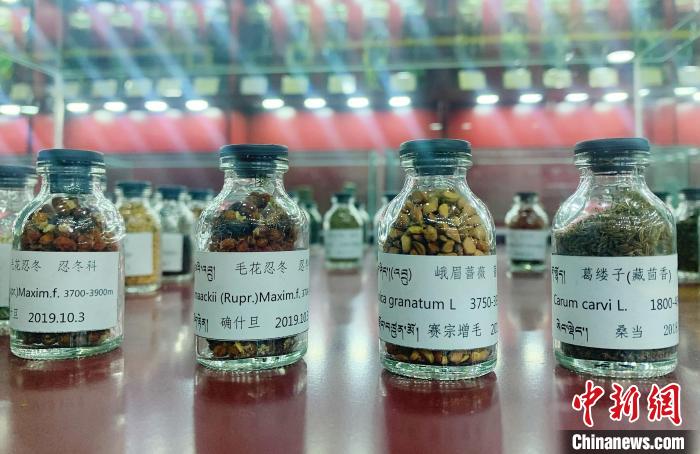 圖為海拔3500米以上珍貴草藥種子?！●R銘言 攝