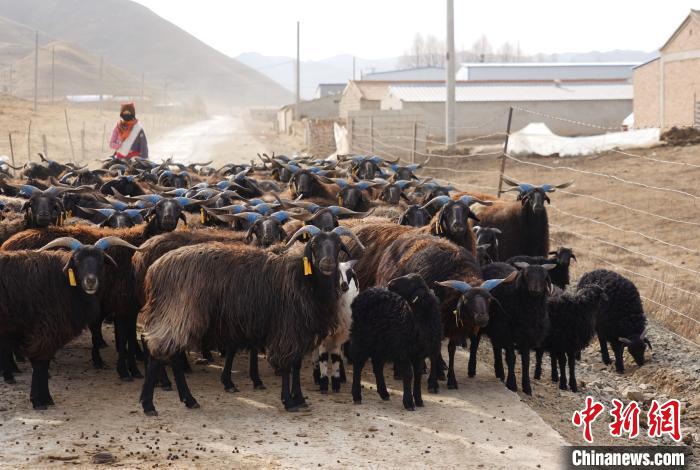 圖為牧民家的黑藏羊?！●R銘言 攝