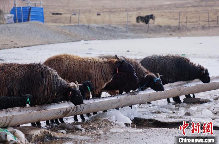 圖為黑藏羊正在喝水?！●R銘言 攝