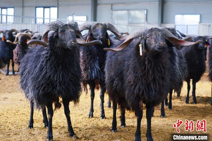 圖為黑藏羊?！●R銘言 攝