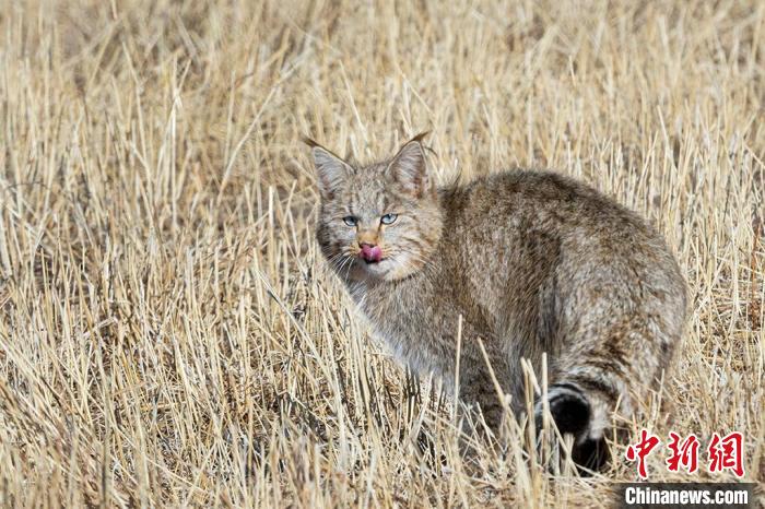 圖為拍攝到的荒漠貓?！O春生 攝