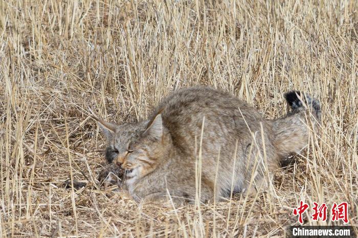 圖為拍攝到的荒漠貓。　許明遠 攝