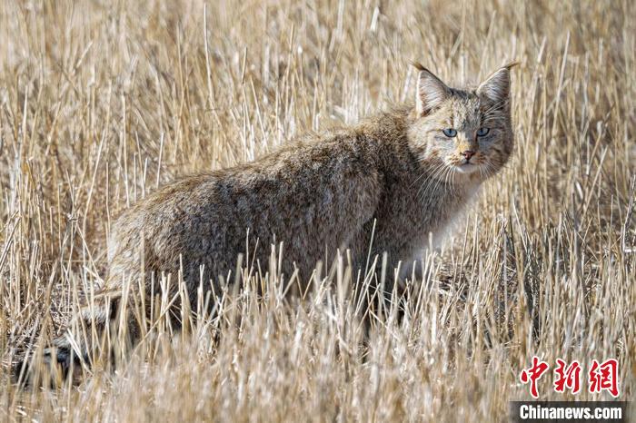 圖為拍攝到的荒漠貓?！≡S明遠 攝