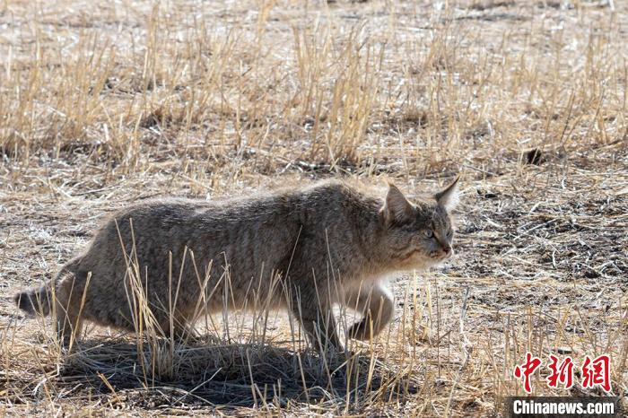 圖為拍攝到的荒漠貓?！O春生 攝
