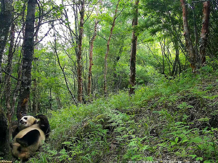 紅外相機拍攝到的野生大熊貓。平武縣融媒體中心供圖