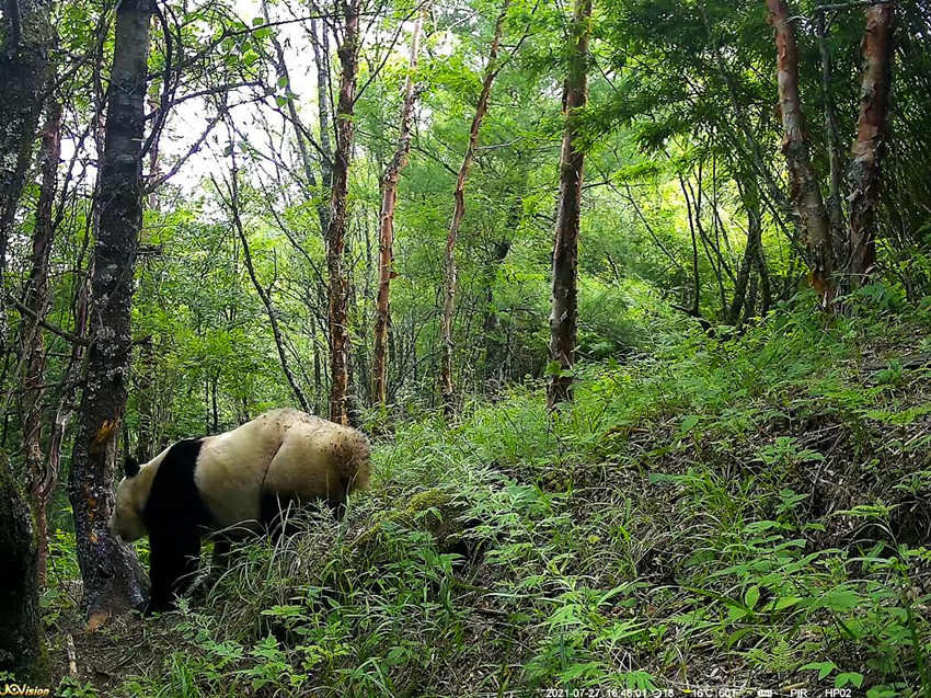 紅外相機(jī)拍攝到的野生大熊貓。平武縣融媒體中心供圖
