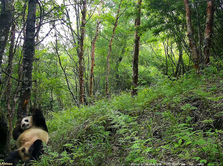 紅外相機(jī)拍攝到的野生大熊貓。平武縣融媒體中心供圖