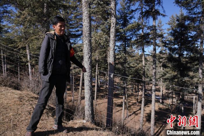 圖為桑杰加檢查林場防護網(wǎng)?！●R銘言 攝