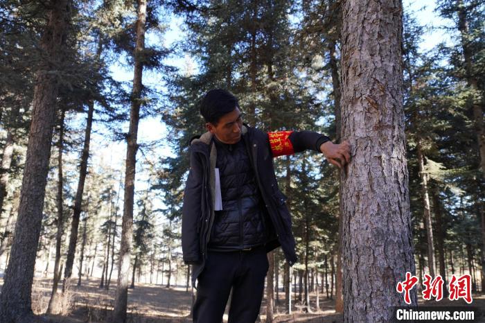 圖為桑杰加檢查林場樹木是否有病蟲害?！●R銘言 攝