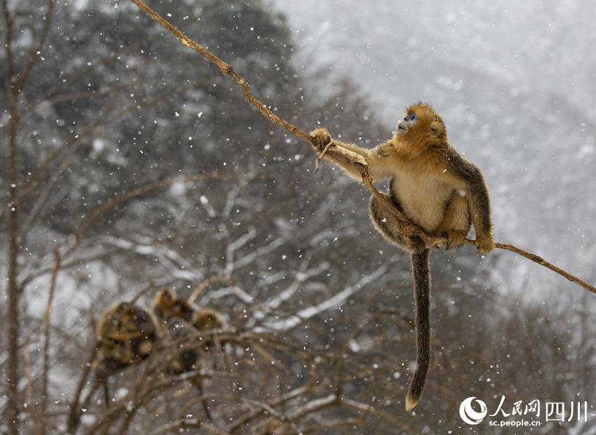 雪中嬉戲的川金絲猴。鐘歡攝