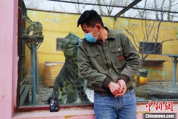 圖為雪豹“奶爸”史壽軍直播休息時與雪豹互動?！●R銘言 攝