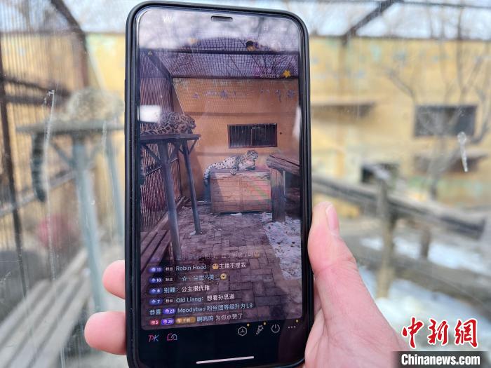 圖為雪豹“奶爸”史壽軍正在直播?！●R銘言 攝