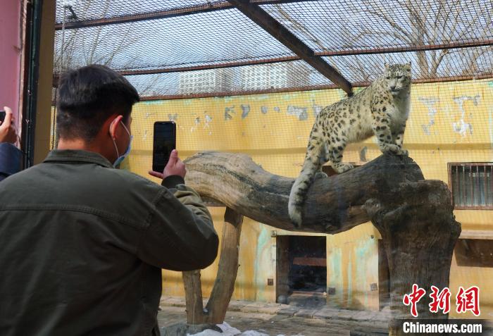 圖為雪豹“奶爸”史壽軍正在直播?！●R銘言 攝