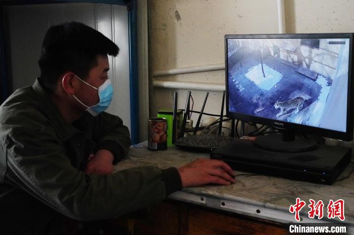 圖為雪豹“奶爸”史壽軍通過監(jiān)控察看雪豹情況。　馬銘言 攝