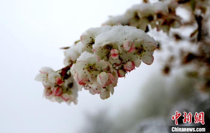 花兒被冰雪覆蓋?！±钣腊?　攝