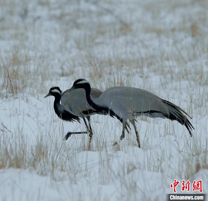在若爾蓋濕地的蓑羽鶴?！∩袞|機(jī) 攝