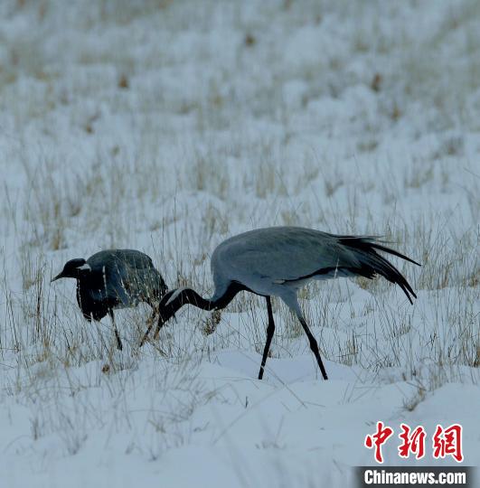 在若爾蓋濕地的蓑羽鶴?！∪魏吻?攝