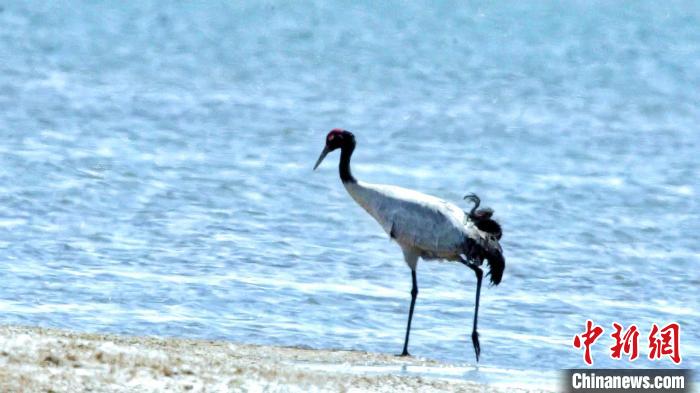圖為黑頸鶴在青海湖畔散步?！《砣詹囟?攝