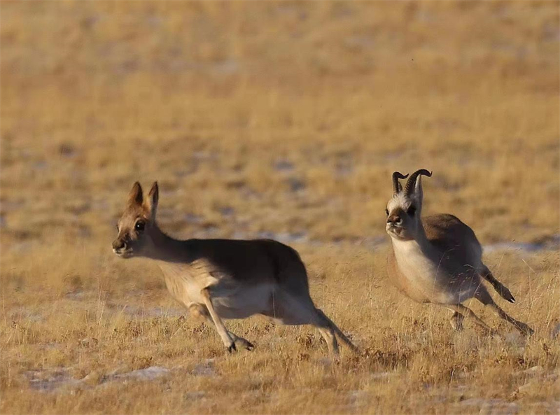 藏羚羊。圖片來源：農(nóng)牧民大自然攝影隊(duì)