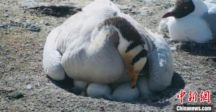 圖為斑頭雁孵蛋?！【G色江河 供圖
