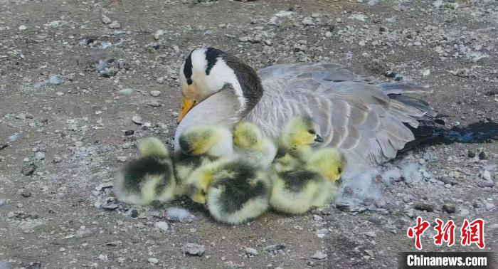 圖為斑頭雁母親和孩子們?cè)谝黄?。　綠色江河 供圖