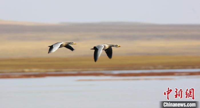 圖為飛翔的斑頭雁。　綠色江河 供圖