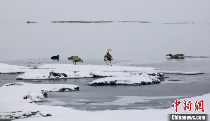 圖為斑頭雁在班德湖邊嬉戲?！【G色江河 供圖