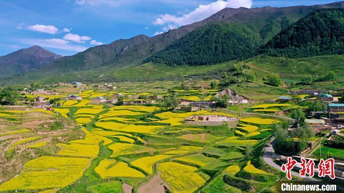 圖為加吾鄉(xiāng)的油菜花?！￡P卻才讓 攝