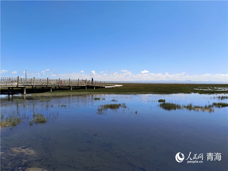青海湖仙女灣。人民網(wǎng) 張莉萍攝