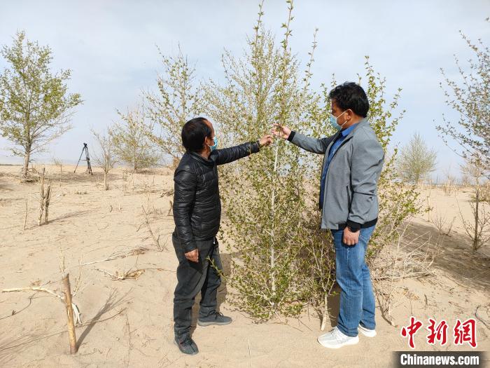 柴達(dá)木盆地的護(hù)林員：守護(hù)，只為那一片綠