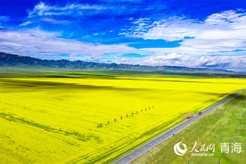 萬畝有機油菜種植基地。人民網(wǎng) 張皓芃攝