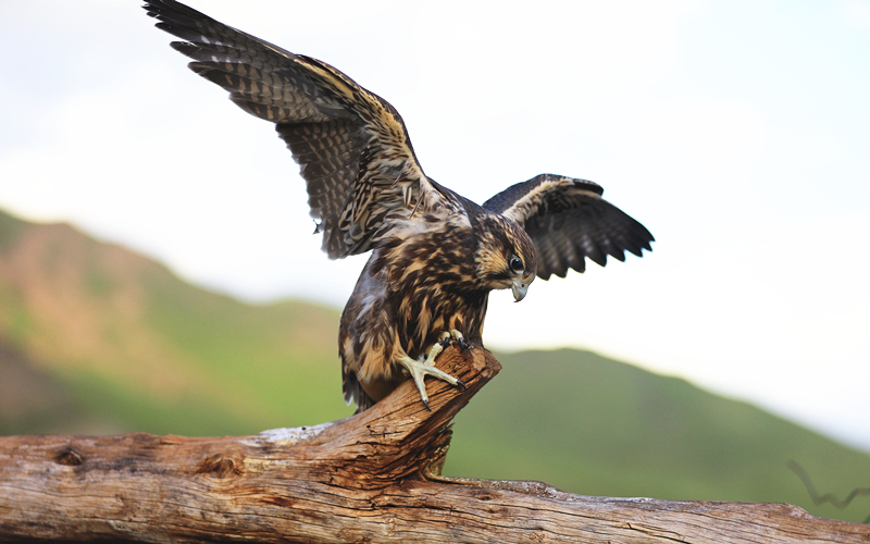 獵隼。江文江措攝