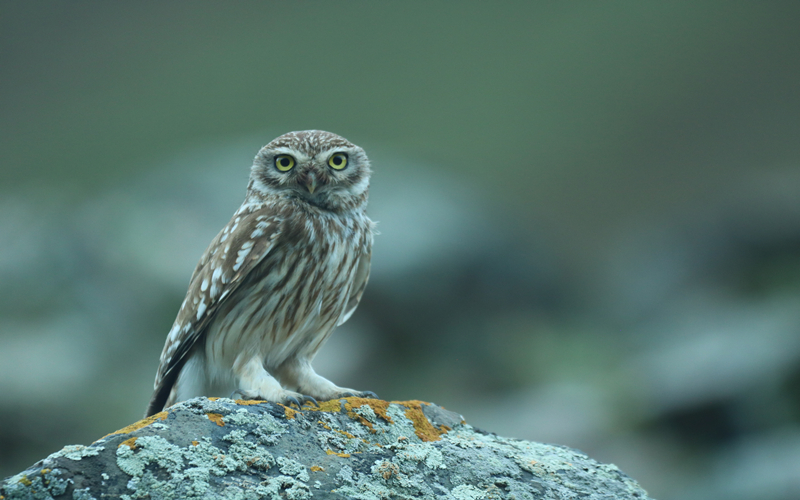 縱紋腹小鸮。江文江措攝