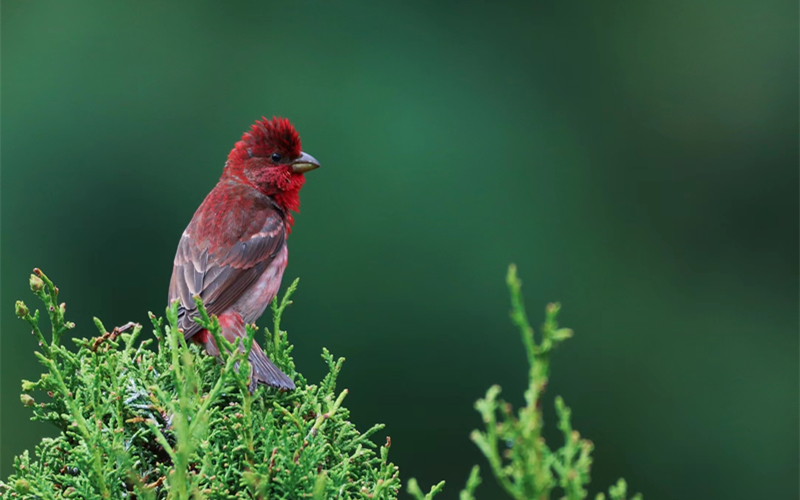 普通朱雀。江文江措攝