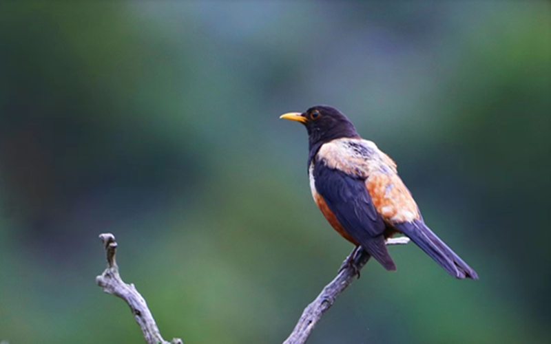 棕背黑頭鶇。江文江措攝