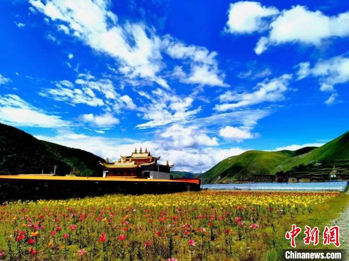 近百畝百合花競相開放，景色誘人?！∪捞量h委宣傳部供圖